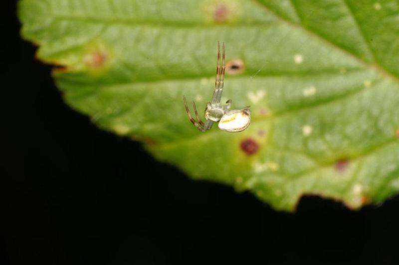 Misumena_vatia_D6072_Z_89_Les Gris_Frankrijk.jpg